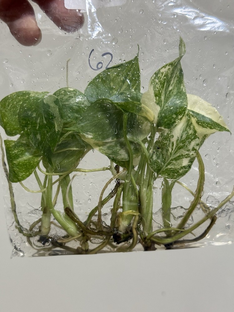 6 Variegated Monstera Thai Constellation TC Bag