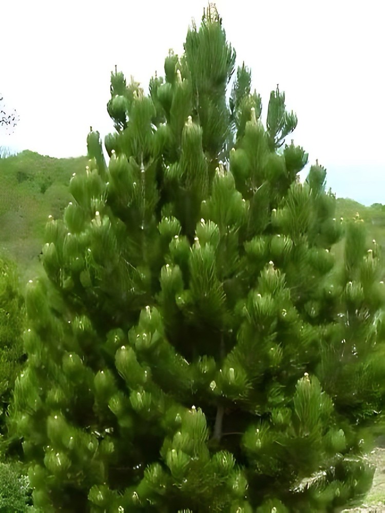 2 live Eastern White Pine Tree Seedlings Bare Root saplings