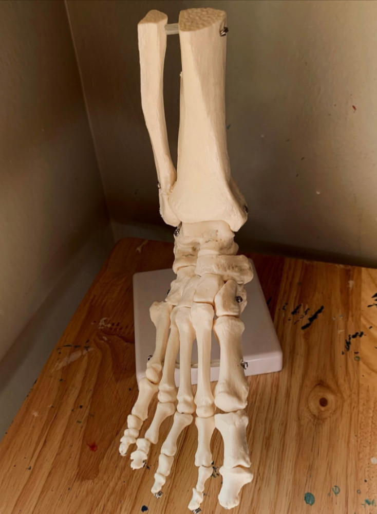 Human Skeletal Anatomy Study Model