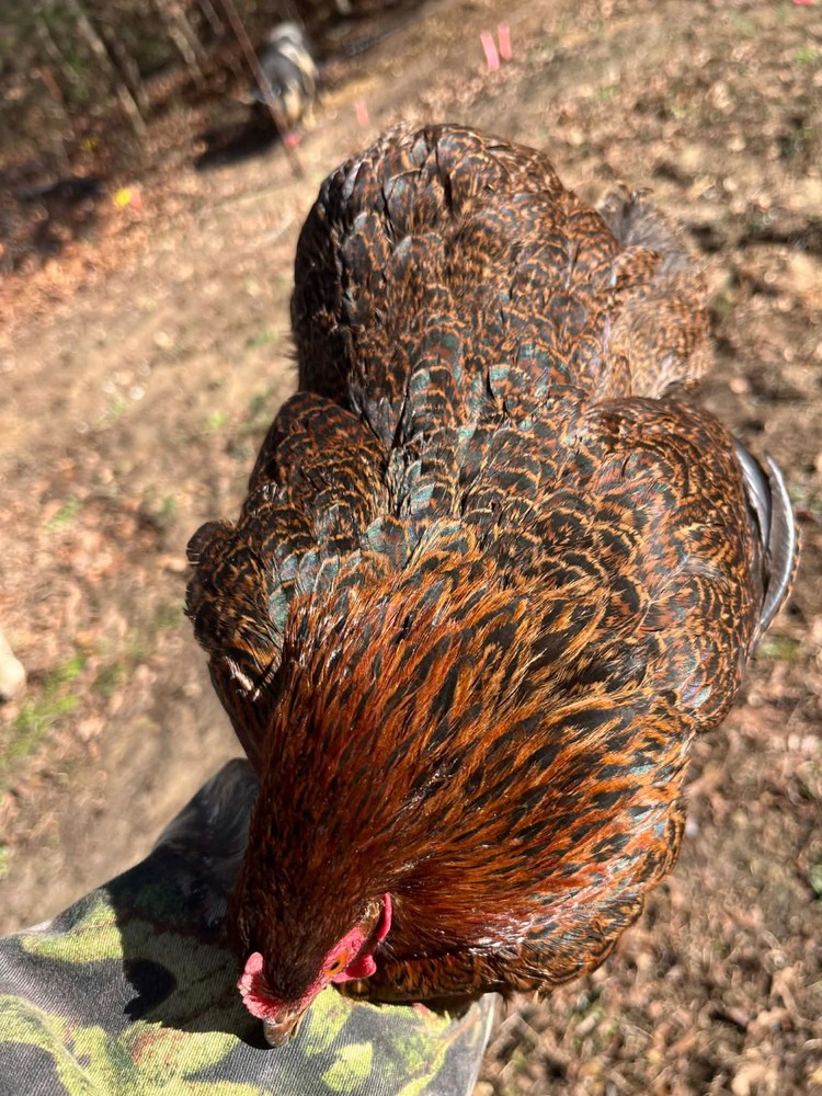 6 + 1 Double Laced Partridge Bantam Cochin Hatching Eggs