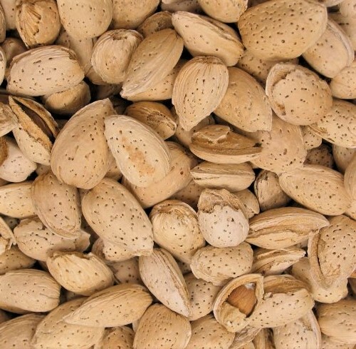 In-shell Raw Almonds- California Grown Fresh Crop