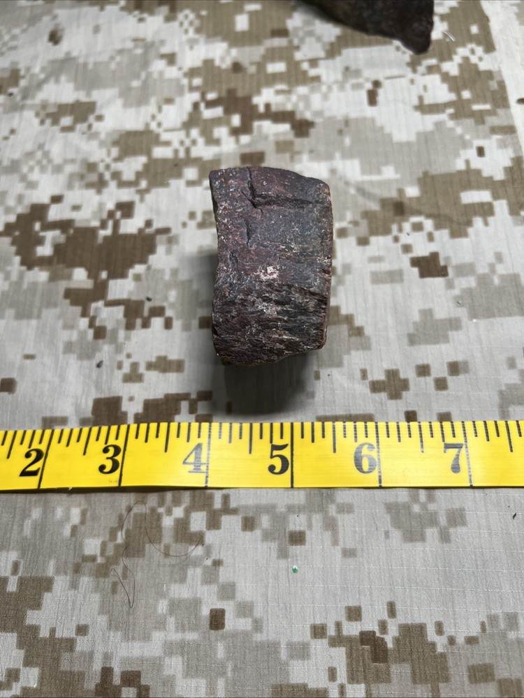 Fossil T-Rex Bone Fragment
