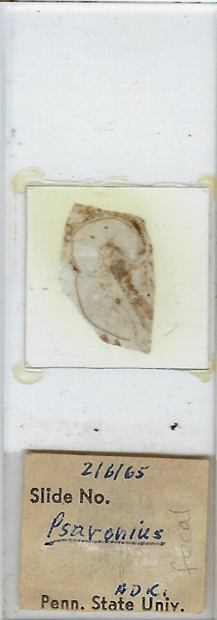 Psaronius (Coal Fossil) Microscope Slide