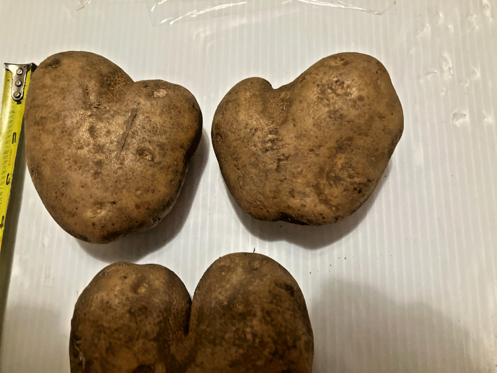 (3) Heart Shaped Potatoes