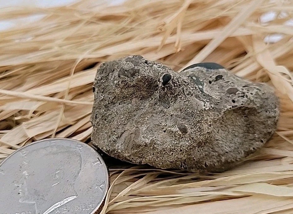 Egg Fossil Reptile Permineralized Compression Fossil