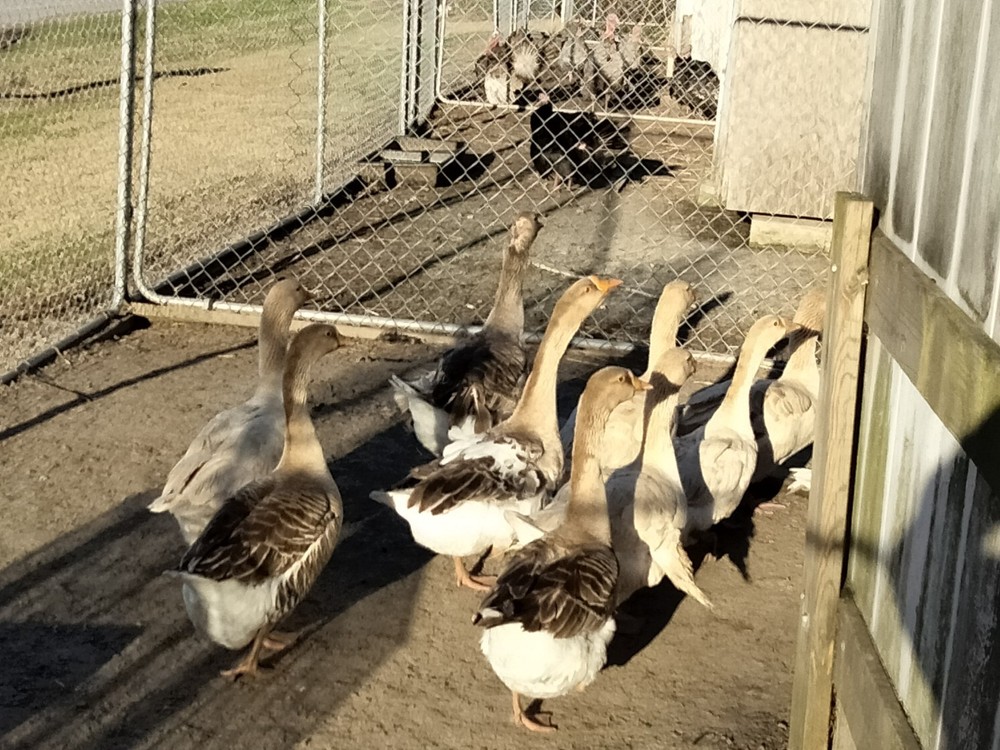 4 Mixed Goose Hatching Eggs *Read Description*