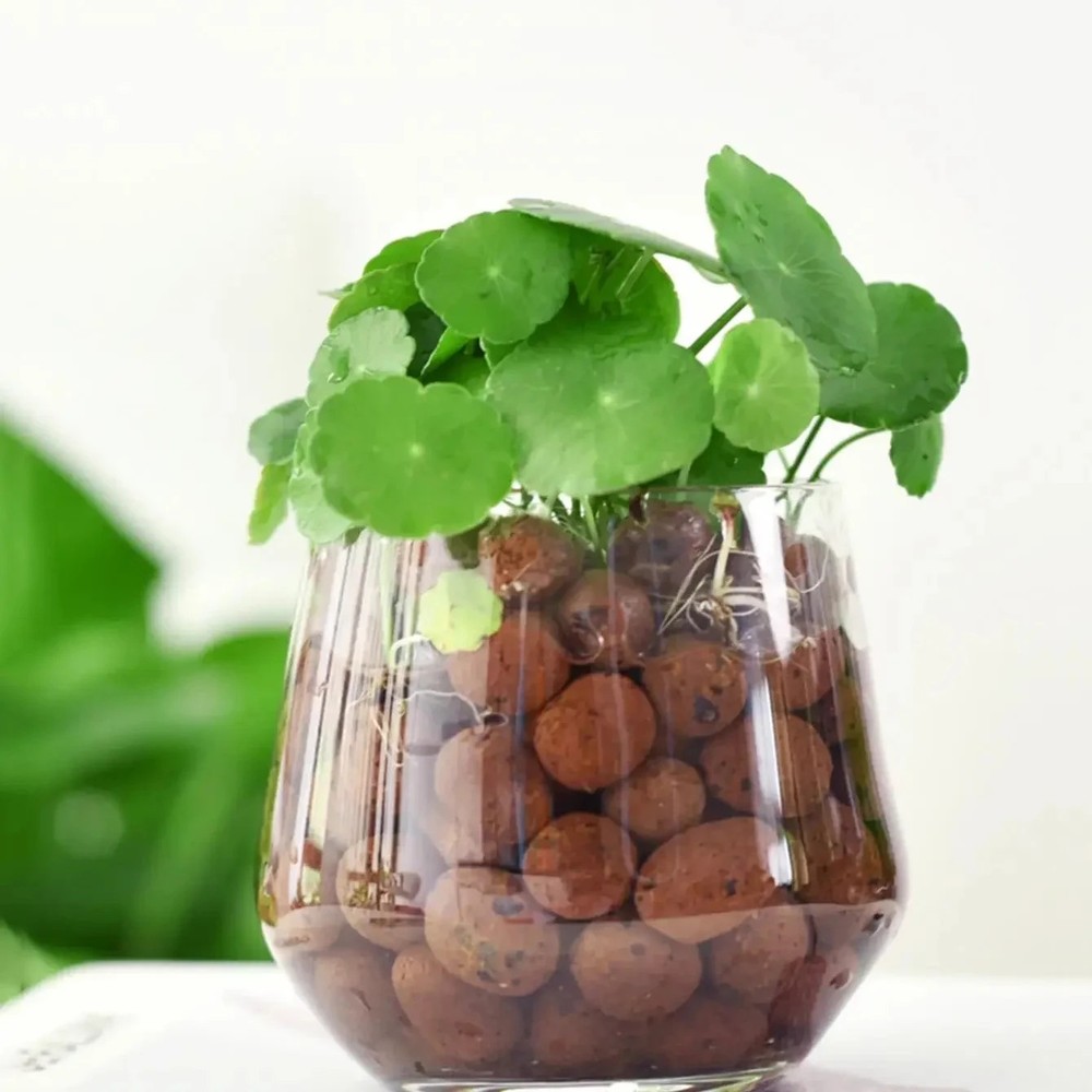 500g Expanded Clay Pebbles for Hydroponic Growing & Plants