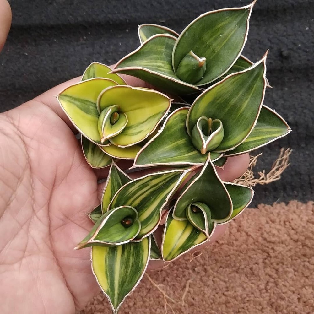 Sansevieria Samurai Dwarf Variegated + Phytosanitary