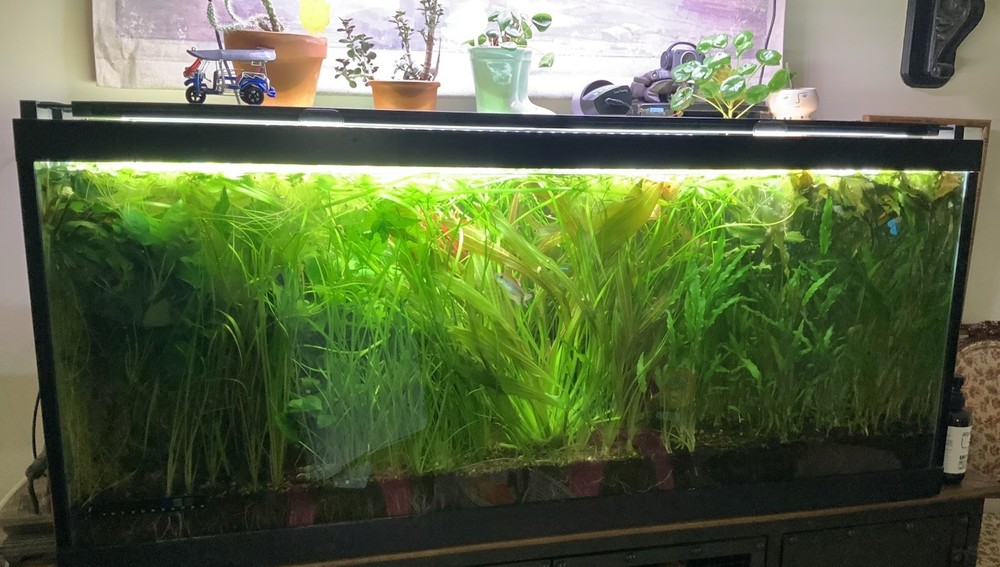 Frog Bit Floaters Live Floating Plants
