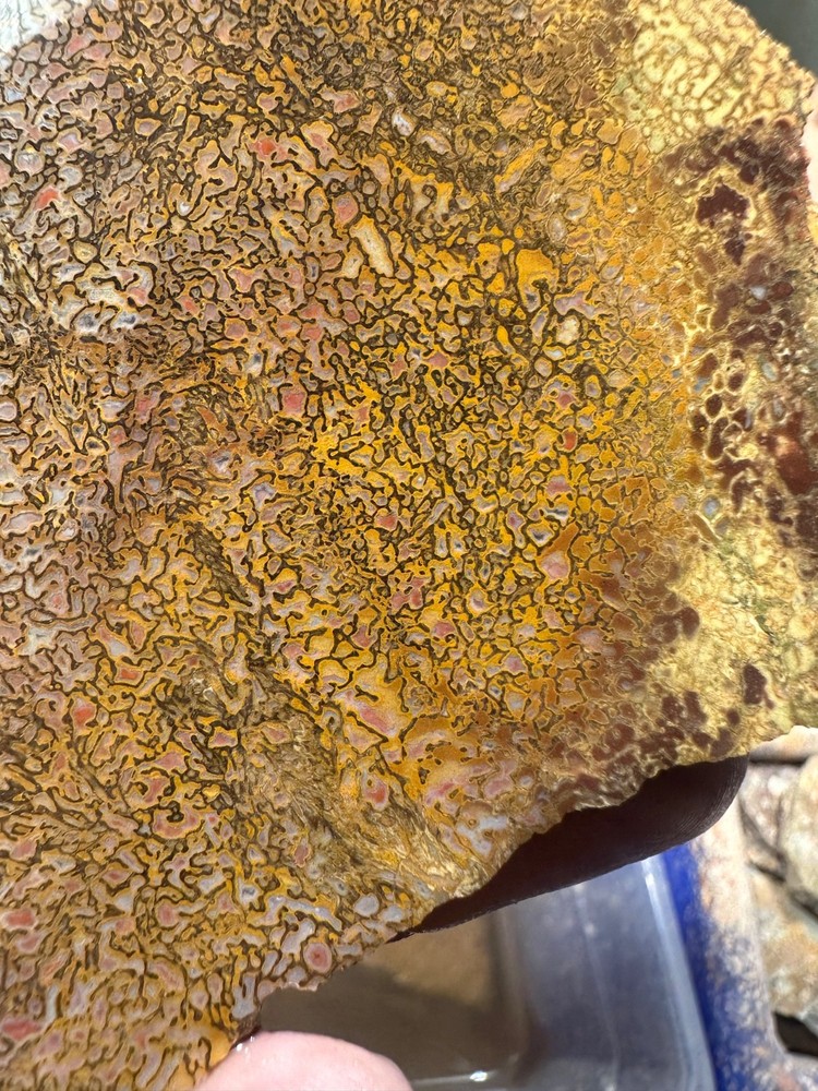 Dinosaur bone rough high grade slab.