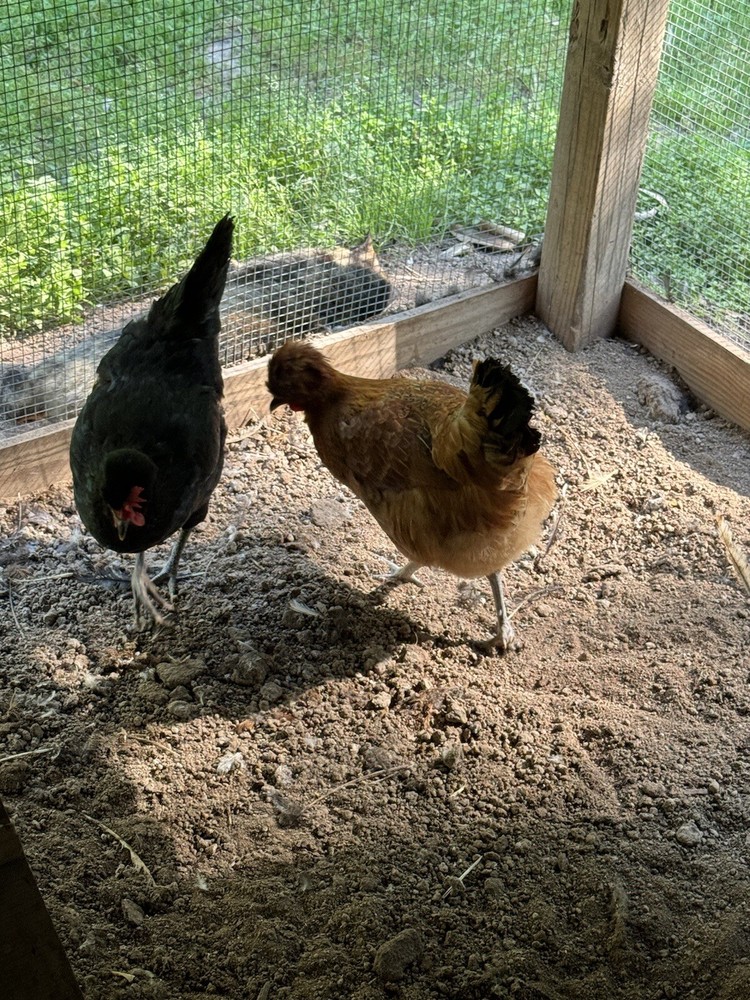 10 Shetland *Hen* Hatch Eggs🏅🏅Very Rare🏅🏅