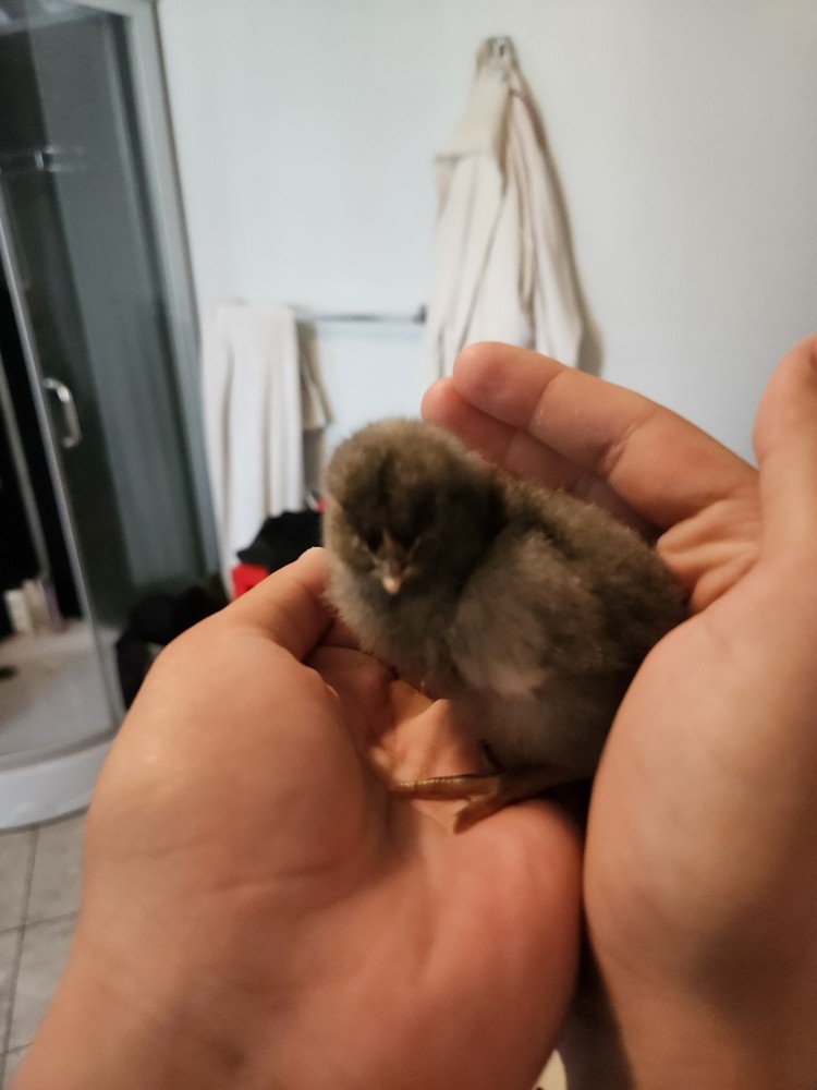 Barnyard Mix Fresh Hatching Eggs From Free Range Chickens
