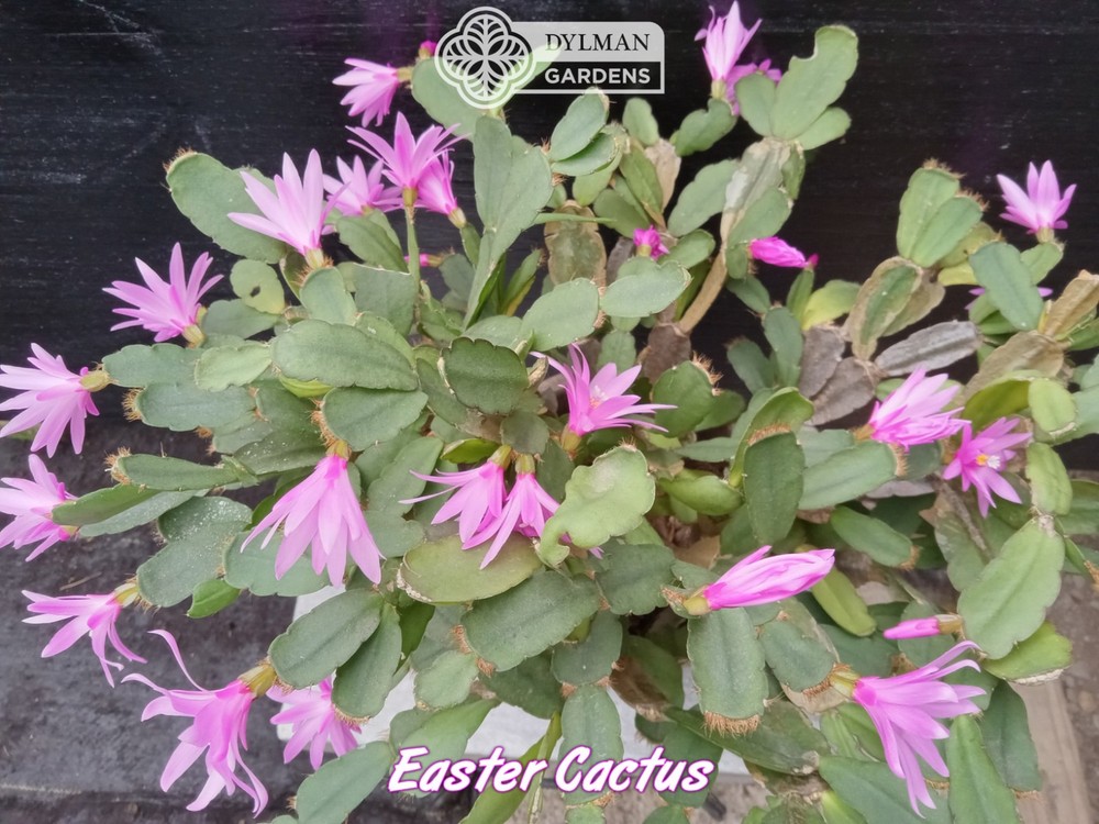 Easter Cactus (Rhipsalidopsis x graeseri) Whitsun Cactus - Multiple Sizes