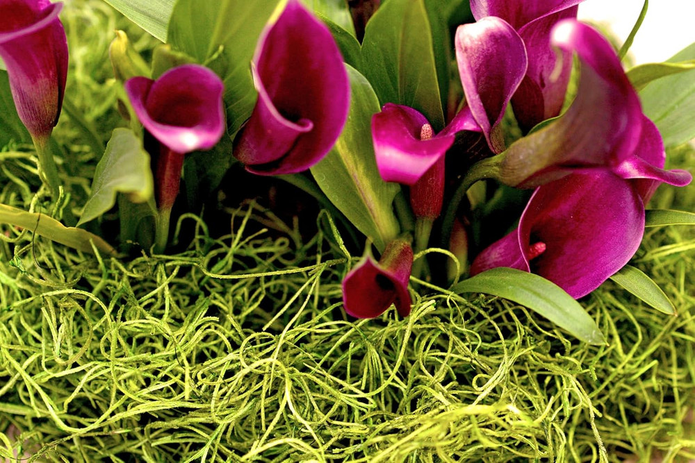 Spanish Preserved Swirly Moss, Chartreuse