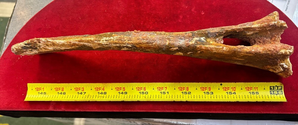 Hadrosaur Chevron Bone