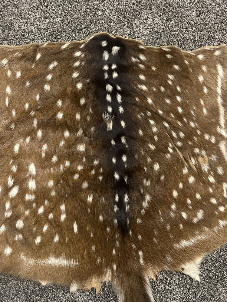 Beautiful Axis Deer Hide 50x37