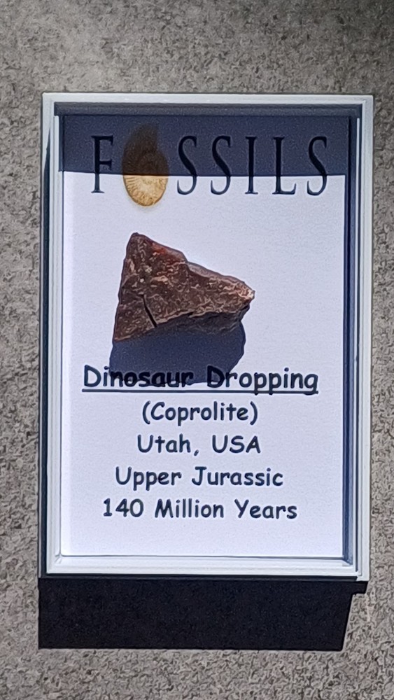 Fossiled Dinosaur Dropping/ Croprolite