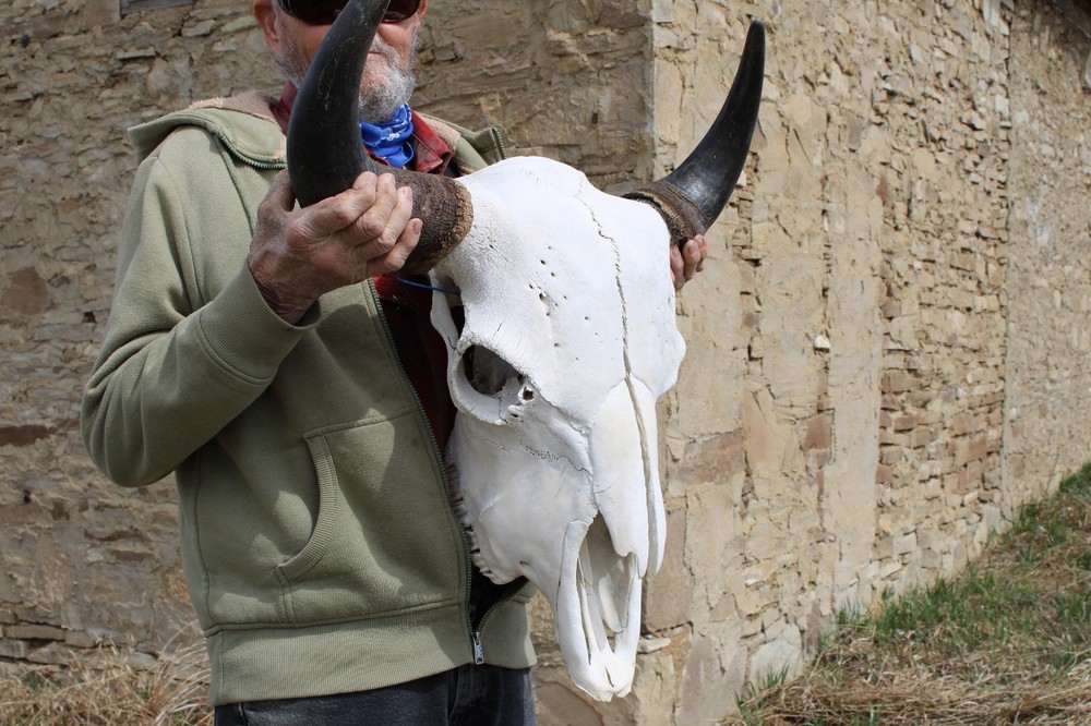 Buffalo Bison Head Skull Horns