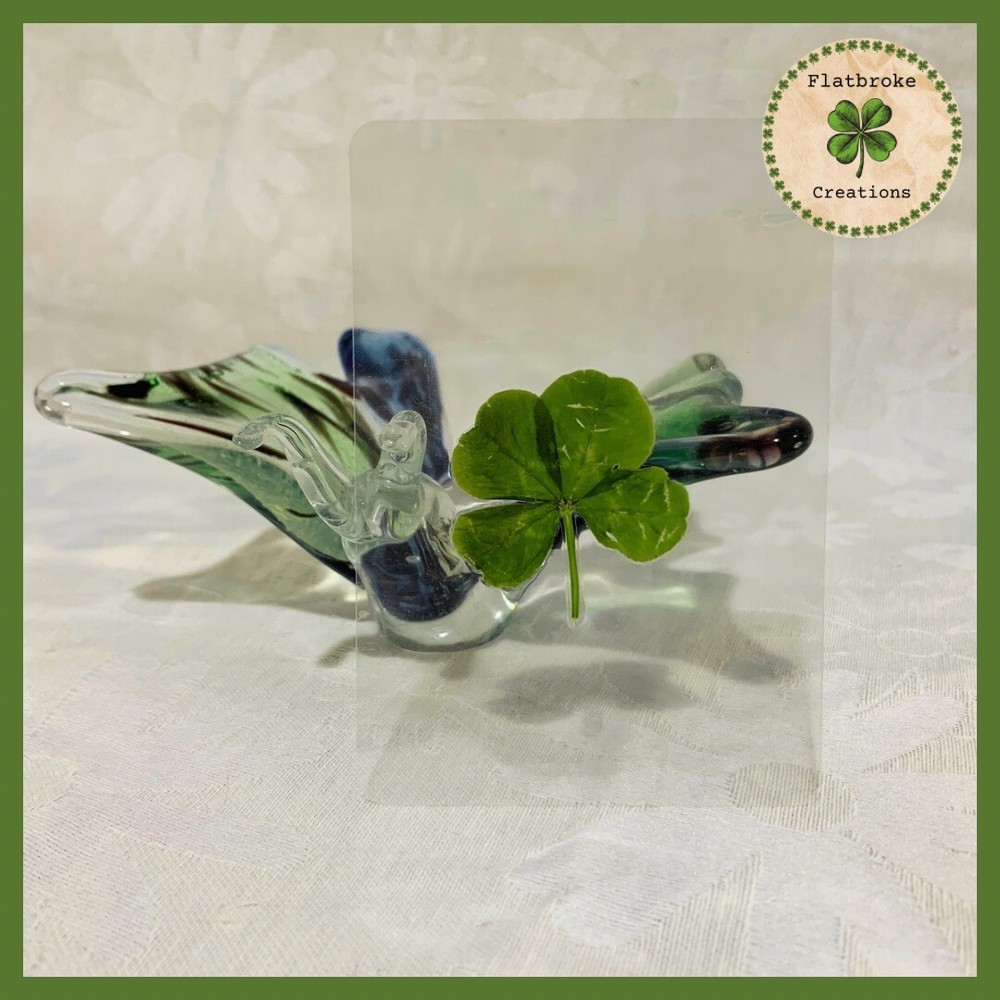 🍀Real Laminated Four Leaf Clover🍀 Shamrock