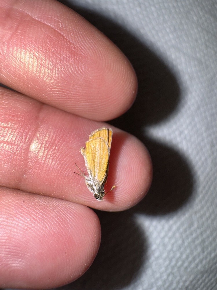 SMALLEST SKIPPER BUTTERFLY - Capaodes minima #4