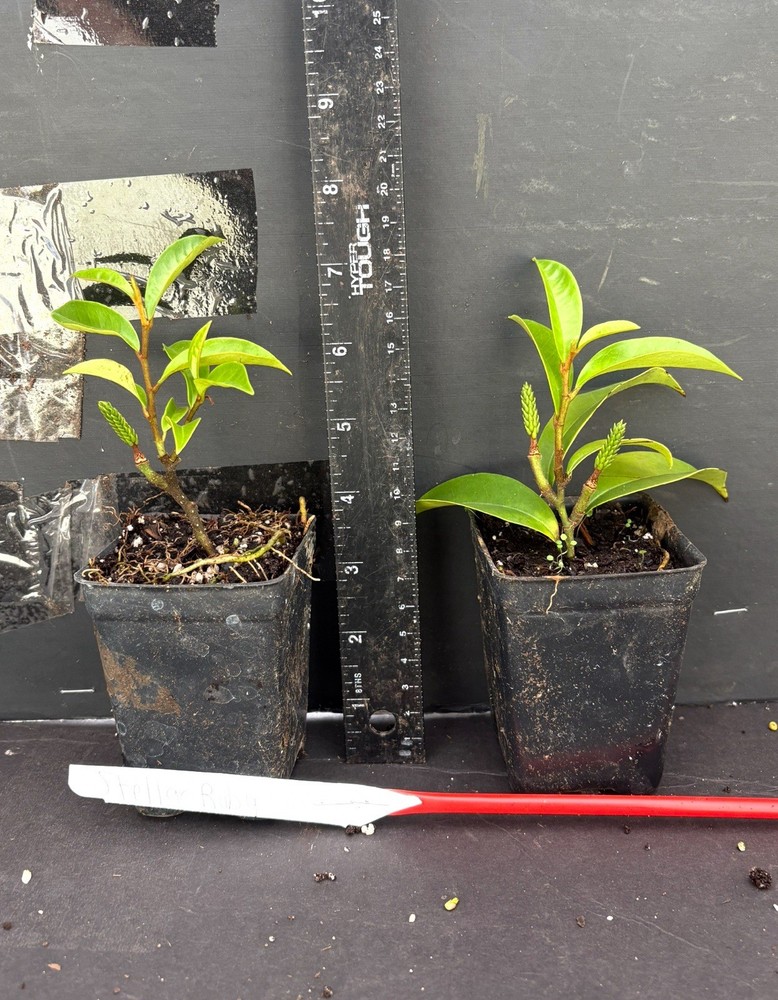 Stellar Ruby~Magnolia Hybrid Tree~SMALL STARTER PLANT-Ruby Banana Scented Blooms