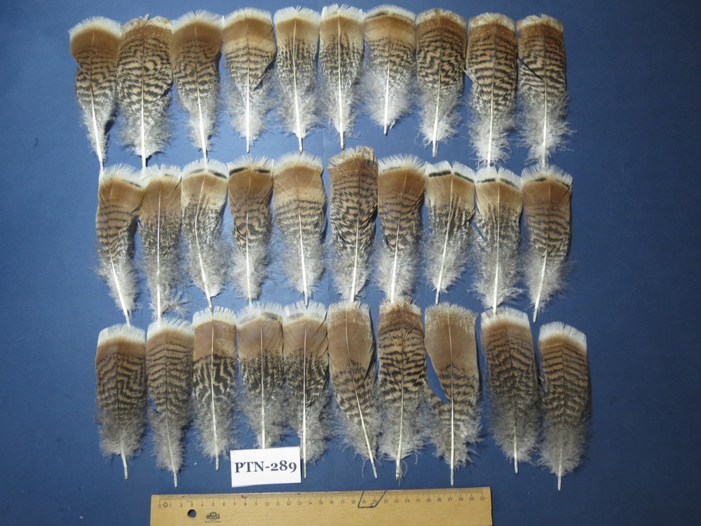 30 Pcs Real  Turkey Pre-Tail Feathers, Fly Tying Materials,Small Tails PTN-289