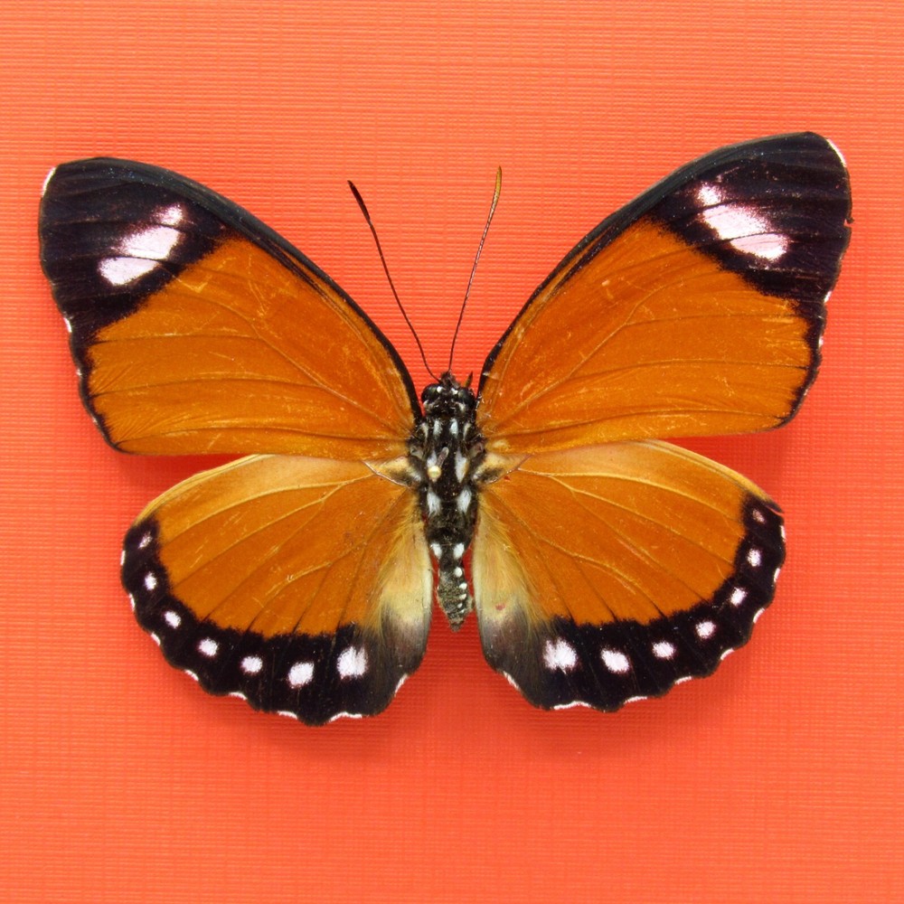 Real mounted Forester butterfly - Euphaedra ruspina - A1-