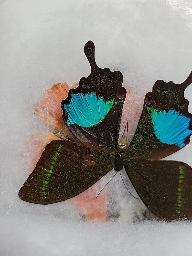 REAL BUTTERFLY COLLECTION MIXED Lot 5