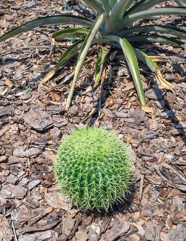 6" Artificial barrel cactus.