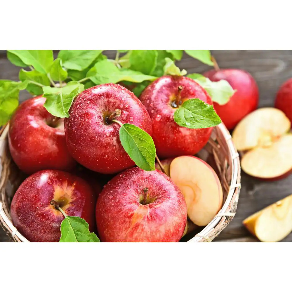 Dwarf Gala Apple Tree Bare Root