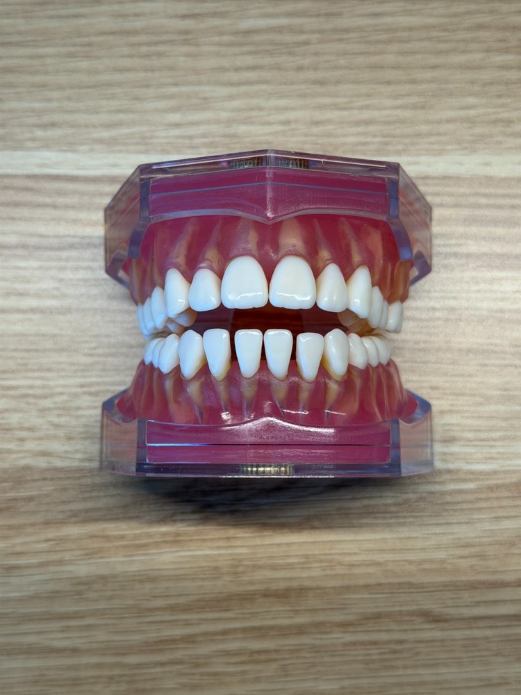 Dental Study Model Removable Teeth Soft Gum Typodont Student Practice Teaching