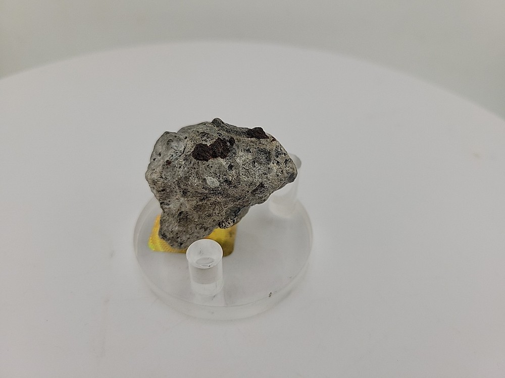 Full Dinosaur Fossil Skull Authentic