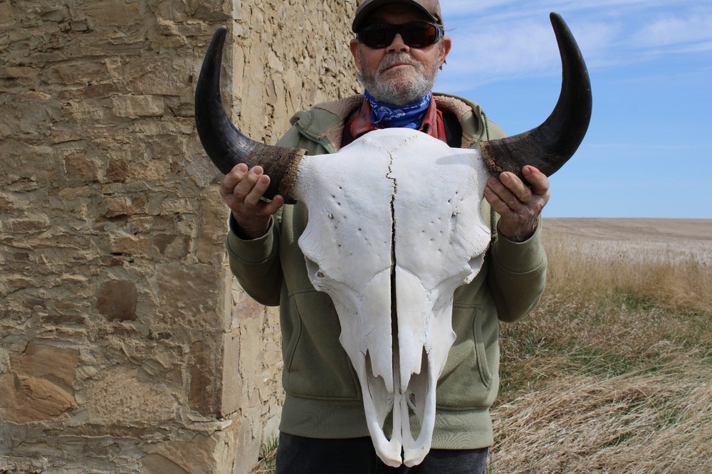 Buffalo Bison Head Skull Horns