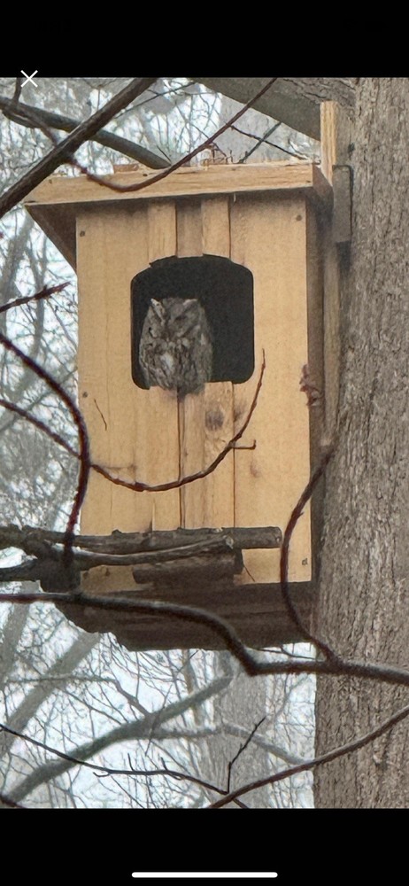 Cedar Barred Owl Nest Box Unfinished