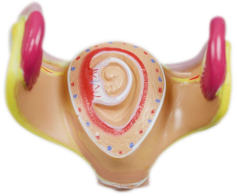 8pcs Fetal Growth Development Process Model Pregnancy Embryology Teaching PVC