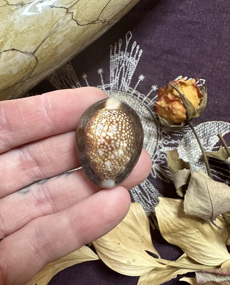 Three Snakehead Cowrie Shells, Divination, .5 - 1 Inch, Metaphysical