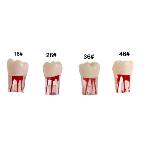 New Dental RCT Endo Root canal Practise Typodont Teeth Model
