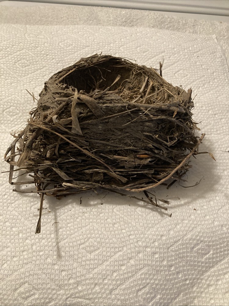 Bird nest
