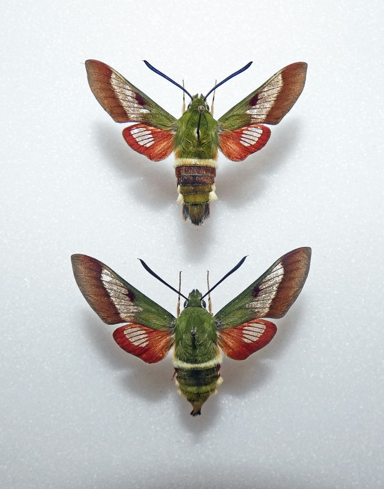 Sphingidae HEMARIS DUCALIS***pair***Kirgizia