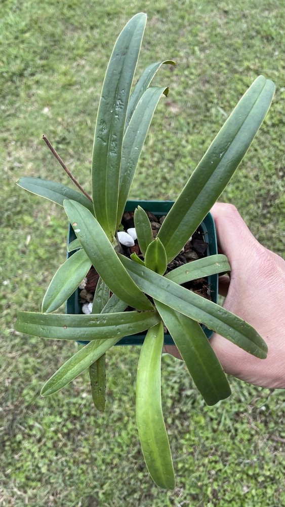 Paphiopedilum hermannii/ Multi Growth / bloom size #5
