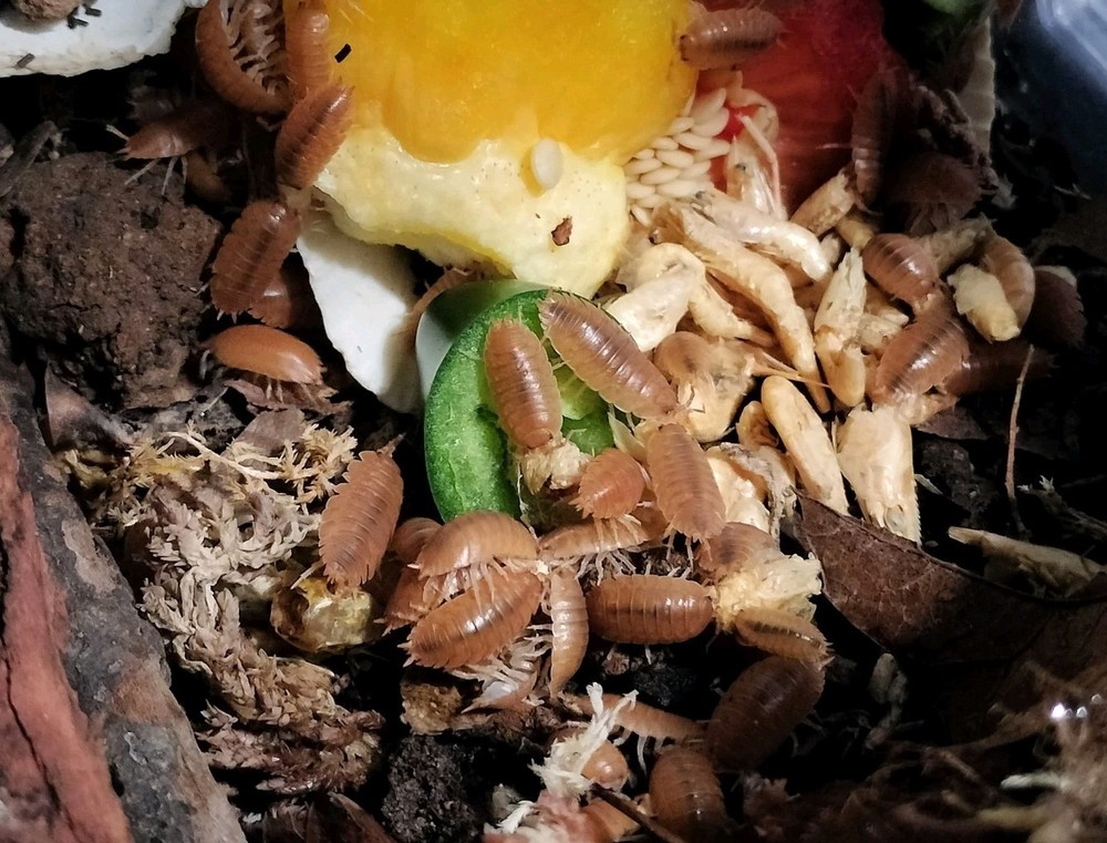Porcellio Laevis Orange -  15+ Count