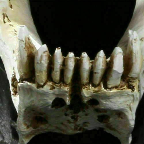 Resin 1:1 simulation Saber Tooth Tiger sabertooth skull Smilodon