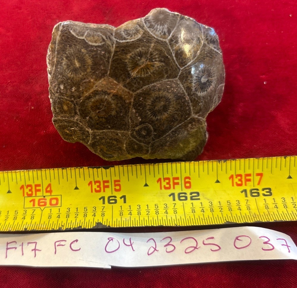 Petrified Coral End Polished