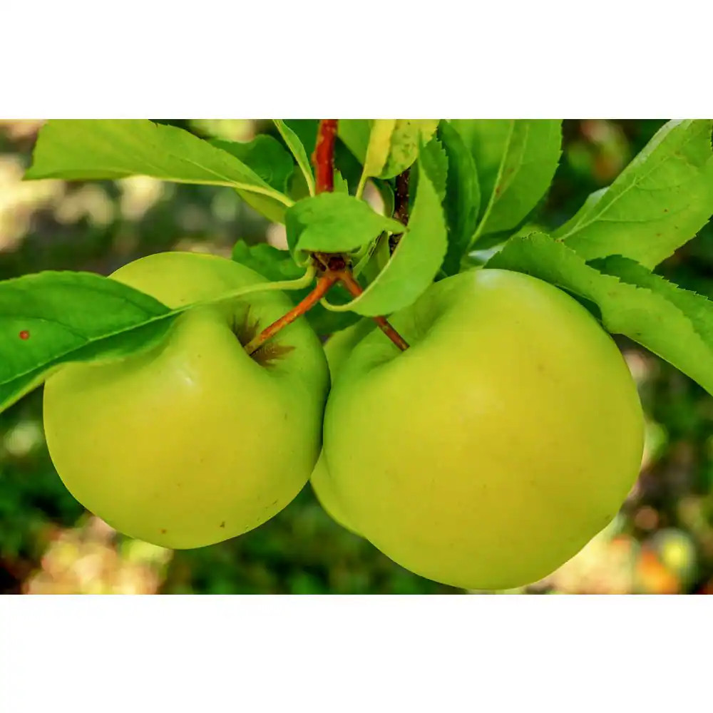 3 Ft. Granny Smith Apple Tree with Tart Green Fruit Best for Baking