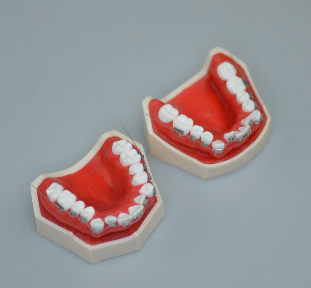 Dental Typodont Orthodontics Model Wax Teeth Training (apply To Head Model)