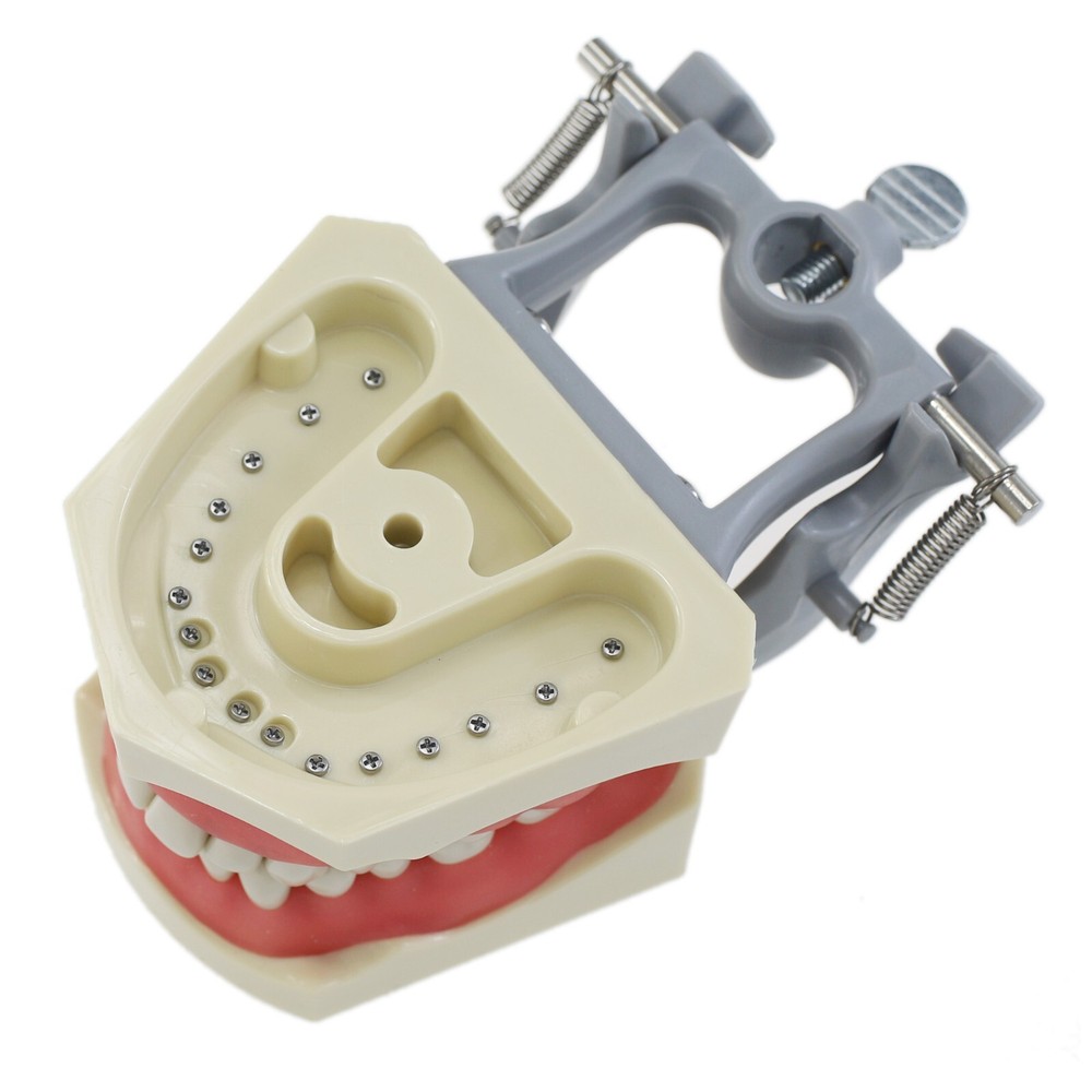 Columbia Dentoform 860 Dental Typodont 32PCS Teeth Model Removable Mounting Pole