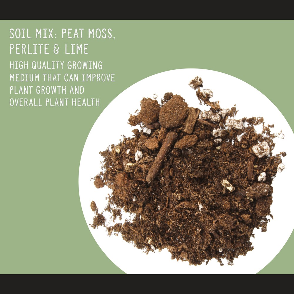 Fiddle Leaf Fig Potting Mix, Soil Amendment for Potted Fig Trees