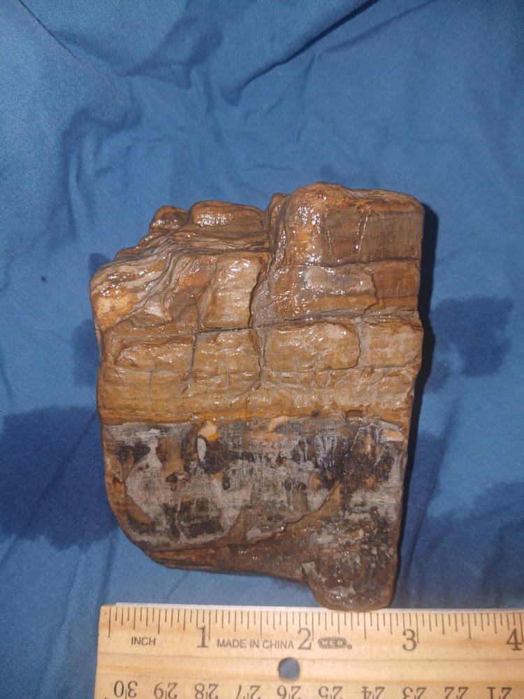 10 oz Petrified Wood