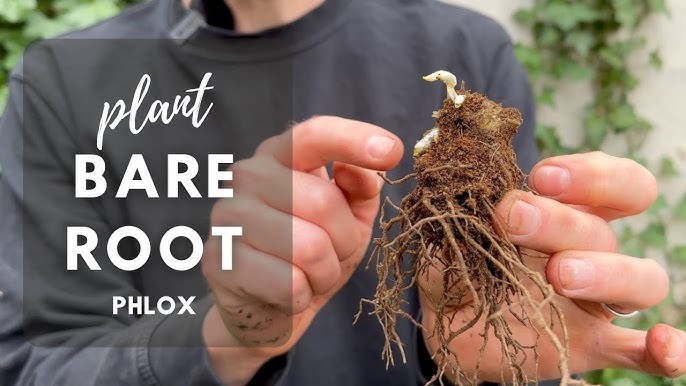 Garden Phlox Grenadine Dream 1 Root