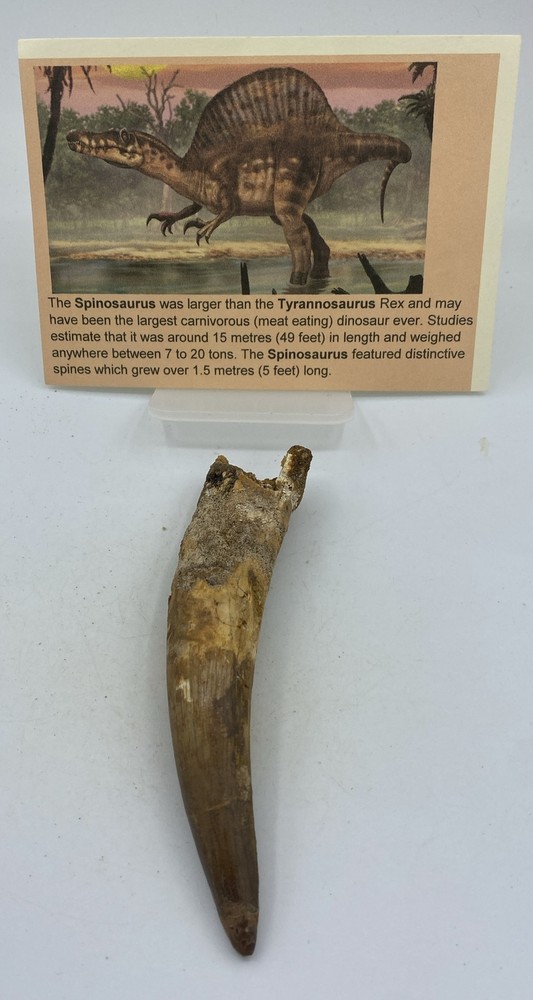 Spinosaurus Teeth Dinosaur F0SSIL Before T Rex Cretaceous K520